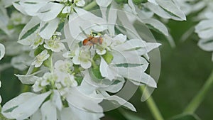The bee collects nectar on a white flower