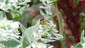 The bee collects nectar on a white flower