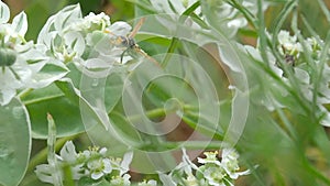 The bee collects nectar on a white flower