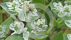 The bee collects nectar on a white flower