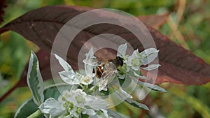 The bee collects nectar on a white flower