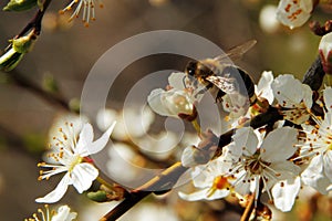 A bee collects nectar on a white flower on a blurred background. Honey Bee on flower collecting pollen and nectar to