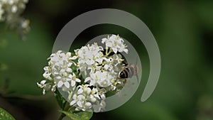 Bee collects nectar on the white flowers of Hungarian Lilac Syringa josikaea