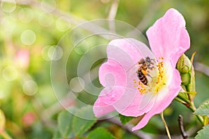 Bee collects nectar on a wild rose