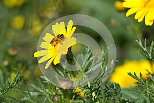 Bee