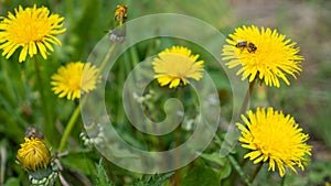 Bee collects nectar on a yellow dandelions. Taraxacum officinale, flower on spring meadow. Open and closed dandelions