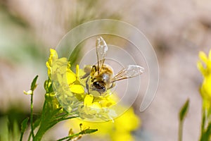 Bee collects nectar on a yellow flower.