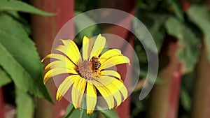 Bee collects nectar from a yellow flower closeup