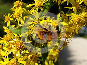 The bee collects nectar on the yellow flowers of solidago or goldenrod.