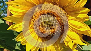 A bee collects nectar on a yellow sunflower flower.
