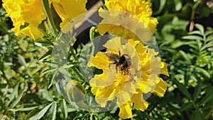 A bee collects nectar on a yellow sunflower flower. Sunflower (Lat. Helianthus, \