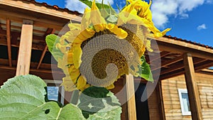 A bee collects nectar on a yellow sunflower flower. Sunflower (Lat. Helianthus, \