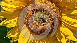 A bee collects nectar on a yellow sunflower flower. Sunflower (Lat. Helianthus, \