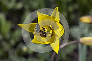 A bee collects nectar on a yellow tulip.