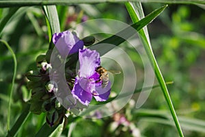 Bee collects pollen