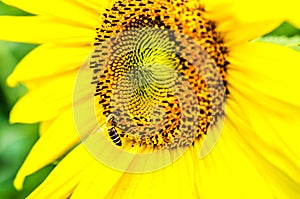 The bee collects pollen from a beautiful large sunflower against a background of green foliage.