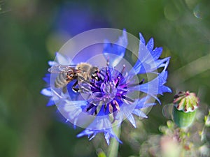 The bee collects pollen from a blue field flower on a green background. Macro photo of a field plant and insects in the rays of su