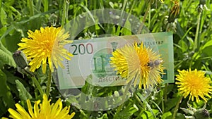 A bee collects pollen from a dandelion to make honey. Selling honey. On the background of a Russian bill of 200 rubles