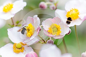 A bee collects pollen from flower, close-up