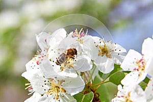 A bee collects pollen from flowers of fruit trees in baskets on its hind legs