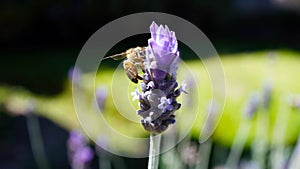 Bee collects pollen froma lavender plant