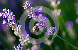 The bee collects pollen from lavender