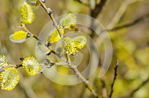 Bee collects pollen on spring willow flowers