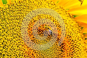 The bee collects the pollen from the sunflower.