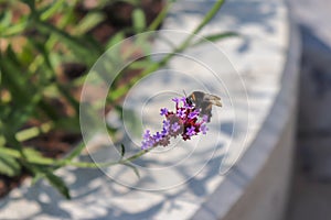 The bee collects the pollen on the violet flower. Clima in the city park.