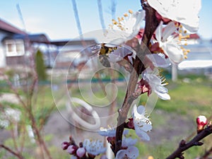 The bee collects pollen on white flowers. Garden.