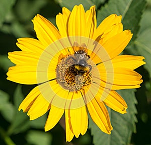 Bee collects pollen from yellow flowers perennial asters