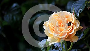 Bee collects pollen from yellow rose