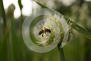 Bee collects nectar from the flowering onions.