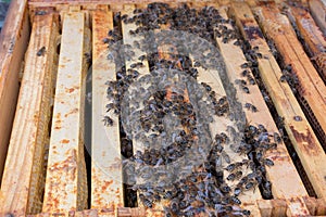 Bee colony after a cold winter