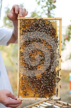 Bee colony on the honeycombs. Beekeeping and getting honey. Hive