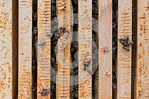 Bee colony after long and cold winter