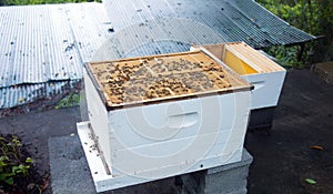 a bee colony split being performed at an apiary in the Caribbean