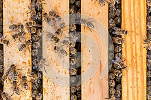 Bee colony at springtime after the cold winter