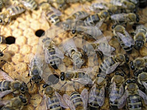 Bee colony in the stock on the frame with a sealed brood, pollen