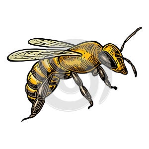 Bee. color illustration on white background.