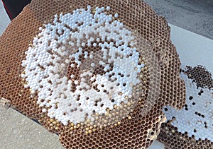 Bee combs with bee eggs close up