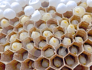 Bee combs with bee eggs close up