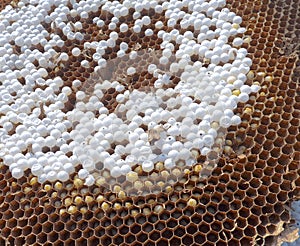 Bee combs with bee eggs close up