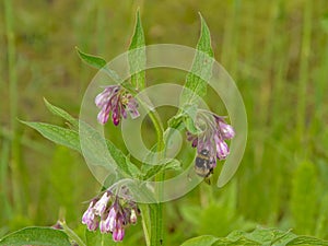 Bee on a comfrey flower - Symphytum officinale