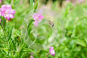 Honeybee Apis mellifera approaching flower photo