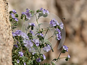 Bee on Common Phacelia Flowers