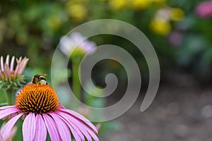 A bee on a coneflower