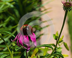 a bee on a coneflower in the back garden