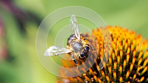 Bee on Coneflower 16to9 wall picture photo