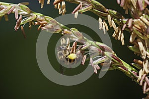 Bee on Corn flower,  hanging with legs loaded in pollen